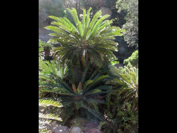 Encephalartos altensteinii
Breadtree (Eng) Broodboom (Afr)
Trefwoorden: Plant;Zamiaceae