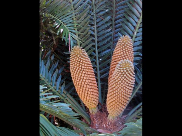 Encephalartos altensteinii
Breadtree (Eng) Broodboom (Afr)
Trefwoorden: Plant;Zamiaceae;vrucht