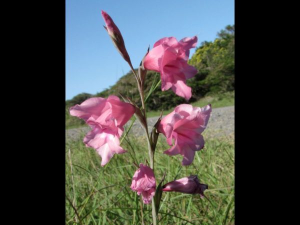 Gladiolus ochroleucus
Triangular gladiolus (Eng) Pypie (Afr)
Trefwoorden: Plant;Iridaceae;Bloem;roze