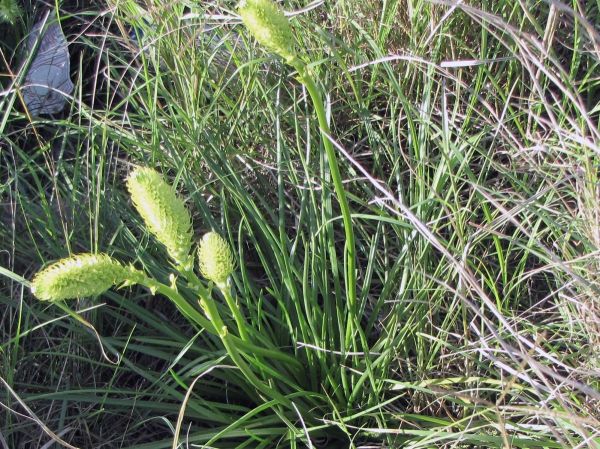 Bulbine abyssinica
Bushy Bulbine (Eng) Geelkatstert (Afr) - inflorescence
Trefwoorden: Plant;Asphodelaceae;Bloem;geel;groen
