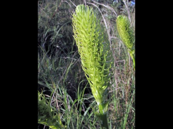 Bulbine abyssinica
Bushy Bulbine (Eng) Geelkatstert (Afr) - inflorescence
Trefwoorden: Plant;Asphodelaceae