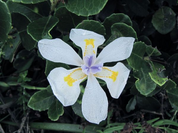 Dietes iridioides
Cape iris, Wood iris (Eng)
Trefwoorden: Iridaceae;Bloem;wit