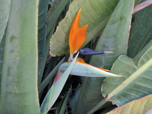 Strelitzia reginae
Bird-of-paradise (Eng) Paradijsvogelbloem (Ned) Kraanvoëlblom (Afr)
Trefwoorden: Plant;Strelitziaceae;Bloem;oranje