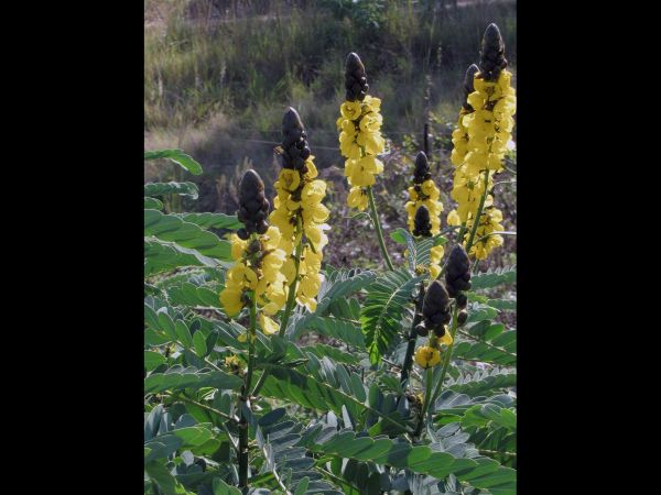 Senna didymobotrya
African Senna (Eng)
Trefwoorden: Plant;Fabaceae;struik;geel