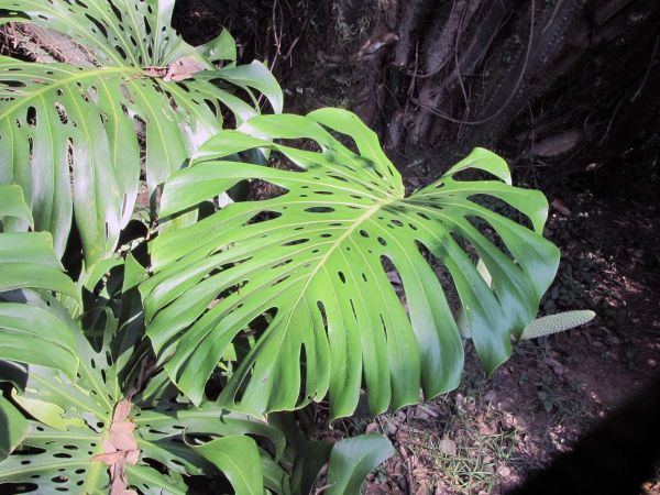 Monstera deliciosa
Split-leaf Philodendron (Eng) Gatenplant (Ned) Geraamteplant (Afr)
Trefwoorden: Plant;Araceae