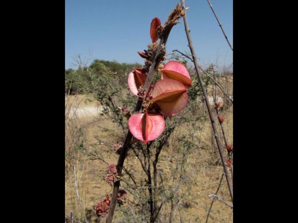 Combretum platypetalum
Dwarf Red Combretum (Eng)
Trefwoorden: Plant;Combretaceae;vrucht