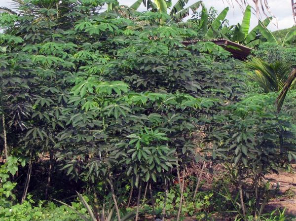 Manihot esculenta
Cassava (Eng) Cassave, Maniok (Ned)
Trefwoorden: Plant;Euphorbiaceae;cultuurgewas