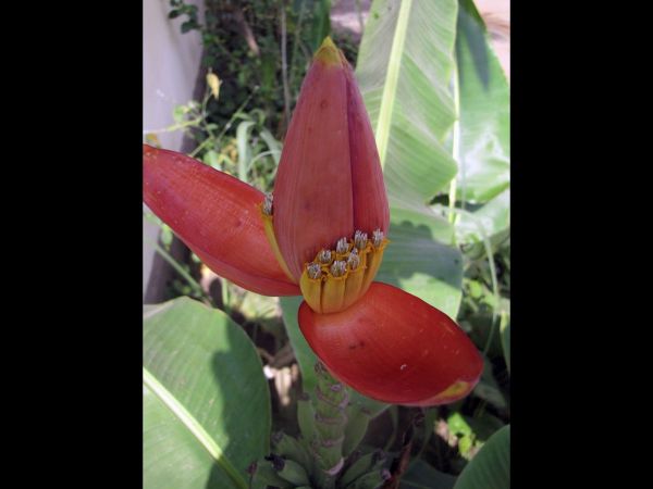 Musa; M. rubra
Laterite Banana (Eng) Banaan (Ned)
Trefwoorden: Plant;Musaceae;Bloem;rood;oranje;cultuurgewas