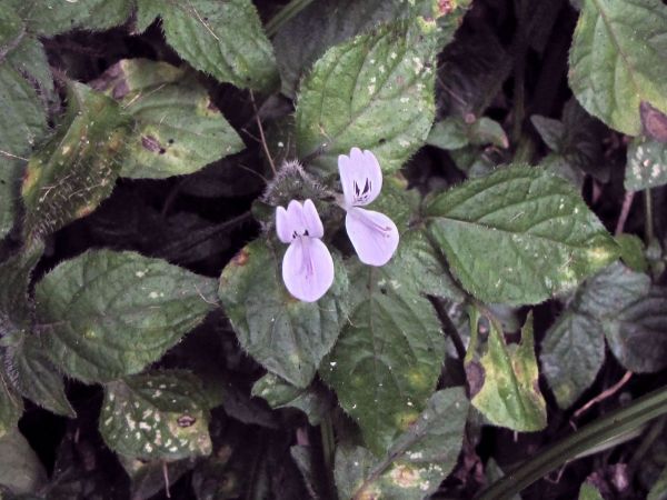 Hypoestes triflora
Pink Ribbon Bush, Scent Leaf (Eng)
Trefwoorden: Plant;Acanthaceae;Bloem;lila