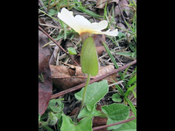 Thunbergia alata
Black-eyed Susan (Eng) Suzanne-met-de-mooie-ogen (Ned) 
Swartoognooi (Afr) 
Trefwoorden: Plant;Acanthaceae;Bloem;geel