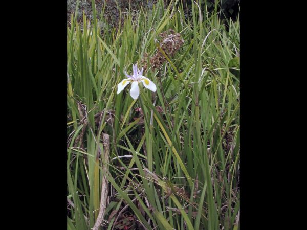 Dietes grandiflora
Wild Iris (Eng) Groot Wilde-Iris (Afr)
Trefwoorden: Plant;Iridaceae;Bloem;wit