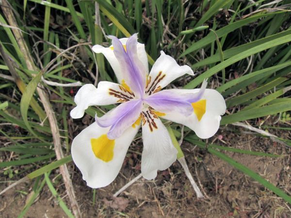 Dietes grandiflora
Wild Iris (Eng) Groot Wilde-Iris (Afr)
Trefwoorden: Plant;Iridaceae;Bloem;wit