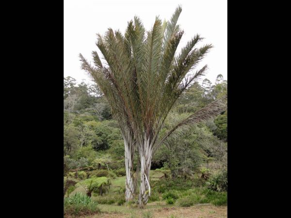 Raphia farinifera
Raffia Palm (Eng) Raffiapalm (Ned) 
Trefwoorden: Plant;Boom;Arecaceae