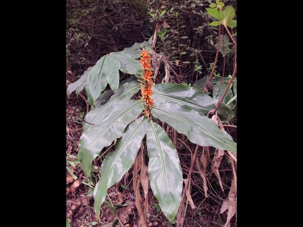 Hedychium gardnerianum
Kahili Ginger Lily (Eng) Kahiligemmerlelies (Afr)
Trefwoorden: Plant;Zingiberaceae;vrucht;oranje