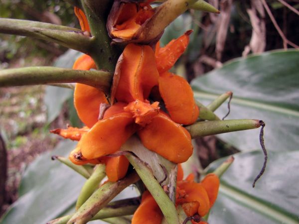 Hedychium gardnerianum
Kahili Ginger Lily (Eng) Kahiligemmerlelies (Afr)
Trefwoorden: Plant;Zingiberaceae;vrucht;oranje