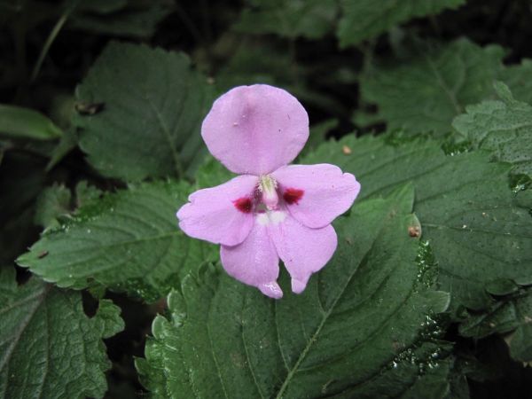 Impatiens sylvicola
Transvaal Balsam (Afr)
Trefwoorden: Plant;Balsaminaceae;Bloem;roze