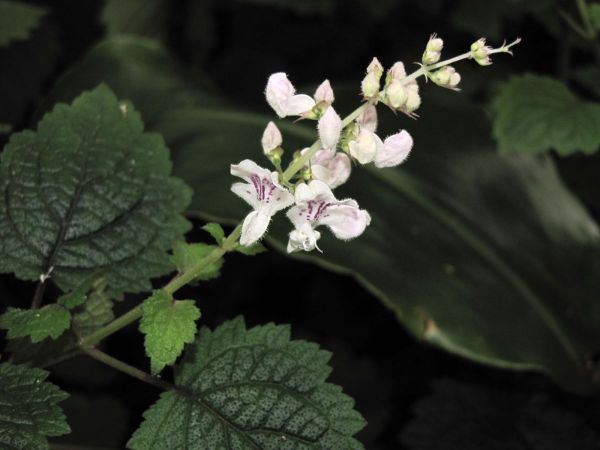 Plectranthus swynnertonii
Swynnerton's spur flower (Eng) Debengeni spoorsalie (Afr)
Trefwoorden: Plant;Lamiaceae;Bloem;wit