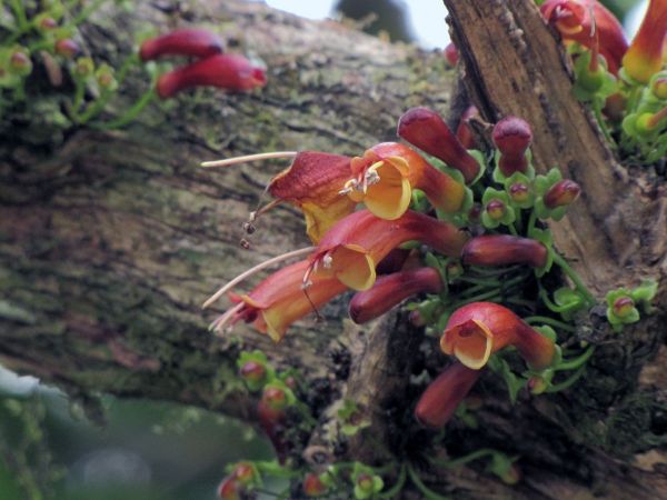 Halleria lucida
Tree Fuchsia (Eng)
Trefwoorden: Plant;Boom;Scrophulariaceae;Stilbaceae;Bloem;oranje
