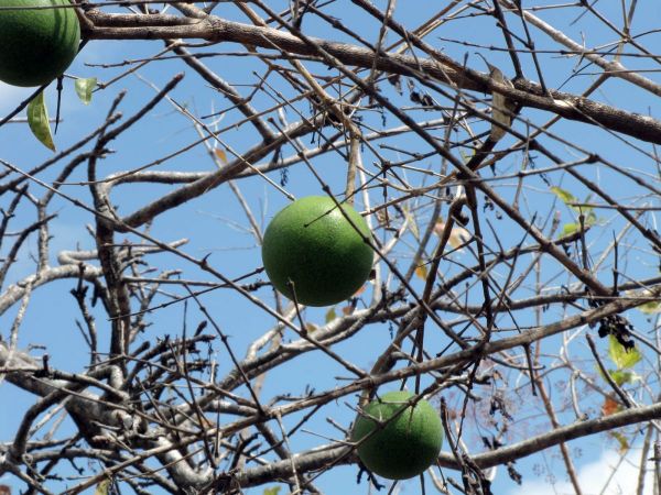 Strychnos spinosa
Green Monkey Orange (Eng) Dooringklapper (Afr)
Trefwoorden: Plant;Boom;Loganiaceae;Strychnaceae;vrucht