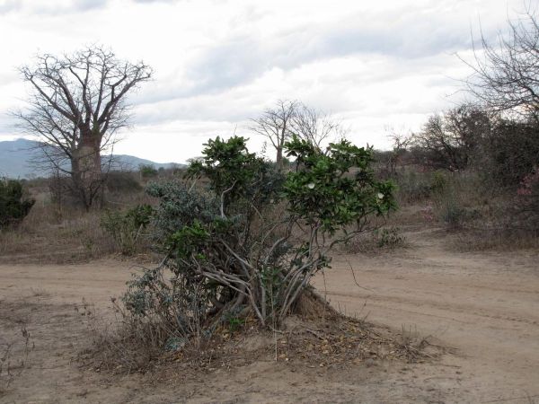 Thilachium africanum
Cucumber-bush (Eng)
Trefwoorden: Plant;Capparaceae