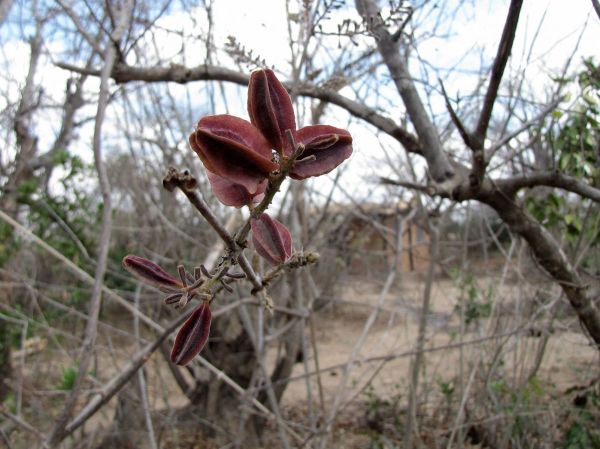 Combretum mossambicense
Knobbly Combretum (Eng)
Trefwoorden: Plant;Combretaceae;vrucht