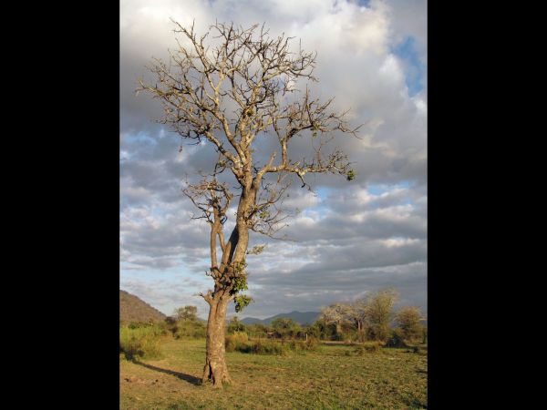 Kigelia africana
Sausage Tree (Eng) Worsboom (Afr)
Trefwoorden: Plant;Boom;Bignoniaceae