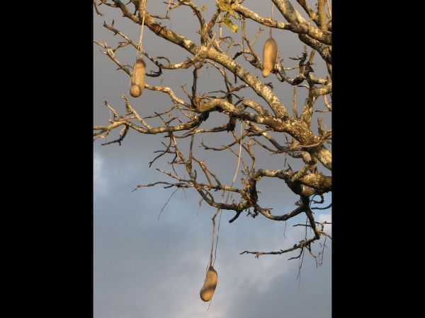 Kigelia africana
Sausage Tree (Eng) Worsboom (Afr)
Trefwoorden: Plant;Boom;Bignoniaceae;vrucht