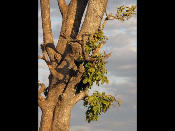 Kigelia africana
Sausage Tree (Eng) Worsboom (Afr)
Trefwoorden: Plant;Boom;Bignoniaceae