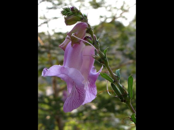 Sesamum angolense
African foxglove (Eng)
Trefwoorden: Plant;Pedaliaceae;Bloem;roze