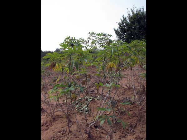 Manihot esculenta
Cassava (Eng) Cassave, Maniok (Ned)
Trefwoorden: Plant;Euphorbiaceae;cultuurgewas