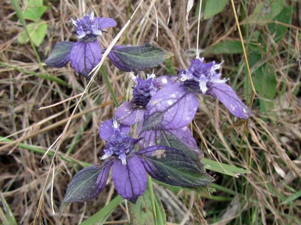 Haumaniastrum villosum
Blue type
Trefwoorden: Plant;Lamiaceae;Bloem;paars;blauw