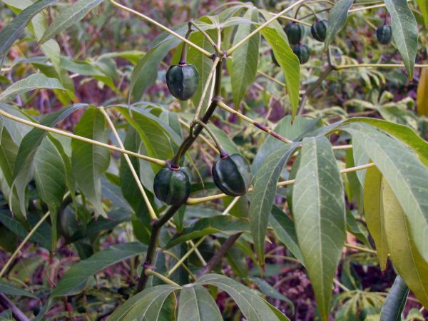 Manihot esculenta
Cassava (Eng) Cassave, Maniok (Ned)
Trefwoorden: Plant;Euphorbiaceae;vrucht;cultuurgewas