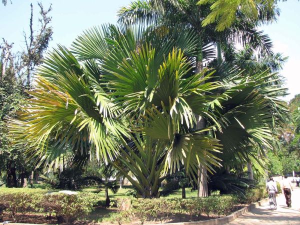 Bismarckia nobilis
Bismarck Palm (Eng) Bismarckpalm (Ned) - green type
Keywords: Plant;Boom;Arecaceae