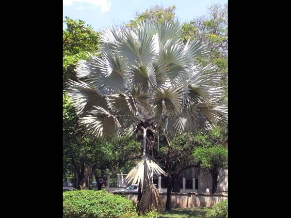 Bismarckia nobilis 
Bismarck Palm (Eng) Bismarckpalm (Ned) - silvergrey type
Trefwoorden: Plant;Boom;Arecaceae