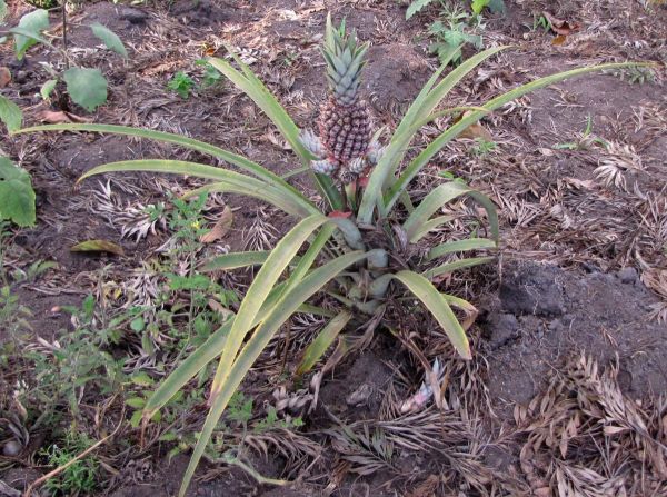 Ananas comosus
Pineapple (Eng) Ananas (Ned)
Trefwoorden: Plant;Bromeliaceae;vrucht;cultuurgewas
