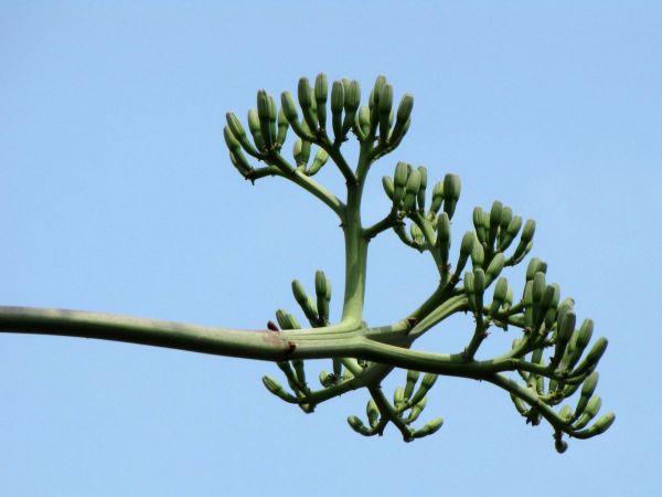 Agave sisalana
Sisal (Eng/Ned) - Flower buds
Trefwoorden: Plant;Asparagaceae;Bloem;groen;geel;cultuurgewas