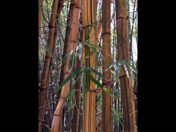 Bambusa vulgaris
Bamboo (Eng) Bamboe (Ned)
Trefwoorden: Plant;Poaceae