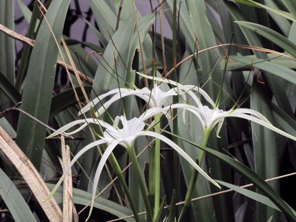 Hymenocallis littoralis
Spider Lily (Eng)
Trefwoorden: Plant;Amaryllidaceae;Bloem;wit;oeverplant