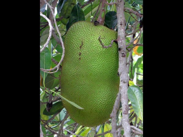 Artocarpus heterophyllus
Jackfruit Tree (Eng) Nangka (Ned)
Trefwoorden: Plant;Boom;Moraceae;vrucht;cultuurgewas