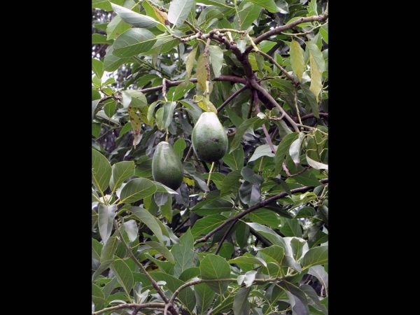 Persea americana
Avocado (Ned/Eng
Trefwoorden: Plant;Boom;Lauraceae;vrucht;cultuurgewas