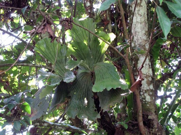 Platycerium elephantotis
Staghorn fern, Elephant's ear (Eng)
Trefwoorden: Plant;Polypodiaceae