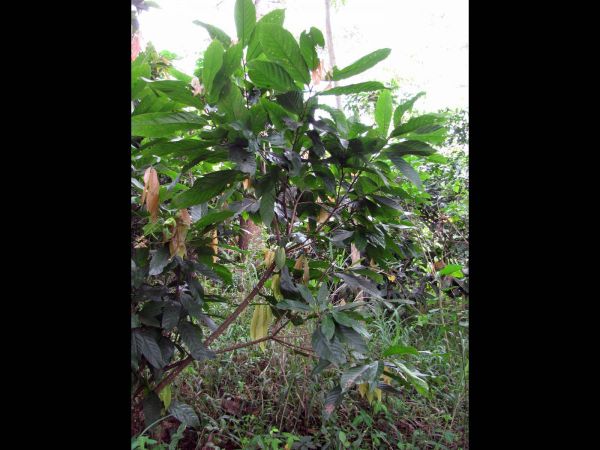 Theobroma cacao
Cocoa tree (Eng) Cacaoboom (Ned)
Trefwoorden: Plant;Boom;Malvaceae;Sterculiaceae;cultuurgewas