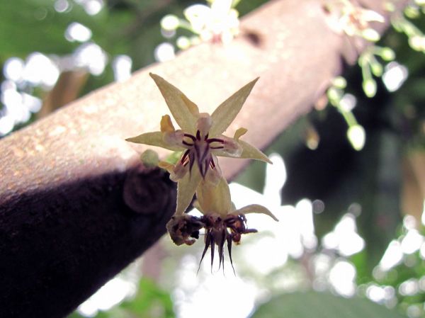 Theobroma cacao
Cocoa tree (Eng) Cacaoboom (Ned)
Trefwoorden: Malvaceae;Sterculiaceae;cultuurgewas;Bloem;wit;onopvallend;Boom
