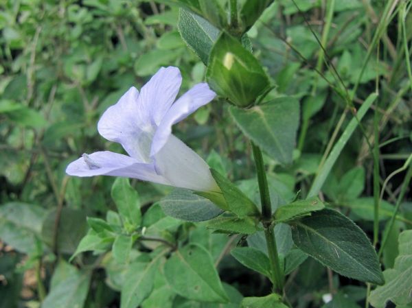 Barleria gueinzii
Bush violet (Eng)
Trefwoorden: Plant;Acanthaceae;Bloem;lila