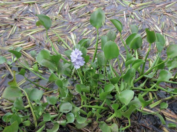 Eichhornia crassipes
Water hyacinth (Eng) Waterhyacint (Ned)
Trefwoorden: Plant;Pontederiaceae;Bloem;lila;waterplant