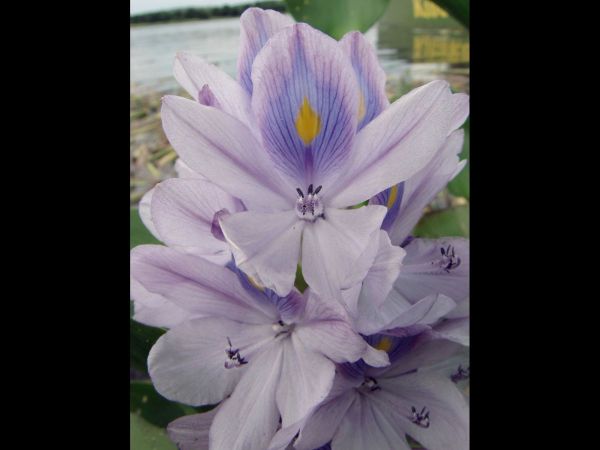 Eichhornia crassipes
Water hyacinth (Eng) Waterhyacint (Ned)
Trefwoorden: Plant;Pontederiaceae;Bloem;lila;waterplant