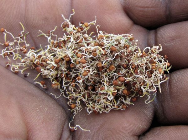 Eleusine coracana
African Millet (Eng) Gierst (Ned) 
Trefwoorden: Plant;Poaceae;vrucht;cultuurgewas