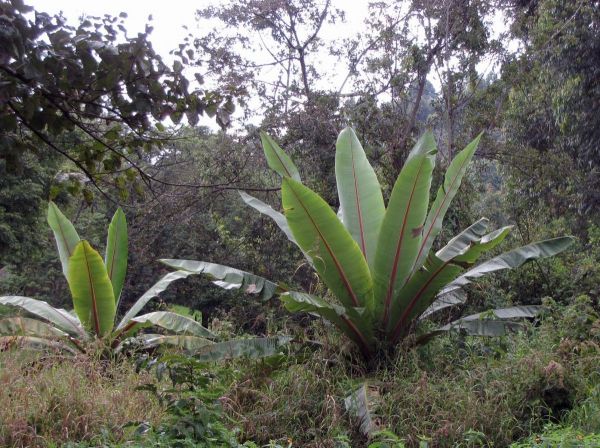 Ensete ventricosum
False Banana (Eng)
Trefwoorden: Plant;Musaceae;cultuurgewas