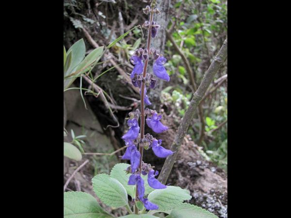 Plectranthus barbatus
Indian Coleus (Eng)
Trefwoorden: Plant;Lamiaceae;Bloem;blauw
