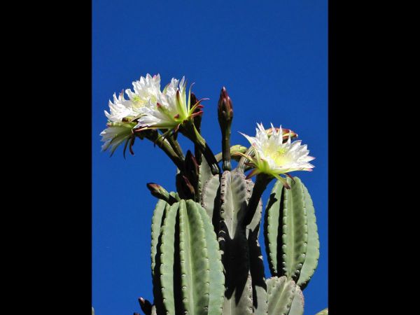 Cereus jamacaru
Queen-of-the night (Eng) - spineless variety
Trefwoorden: Plant;Cactaceae;Bloem;wit